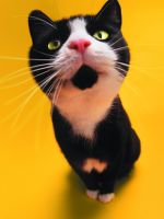 Surprise Cat
