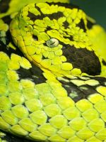 Snake