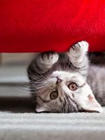 Cat Couch