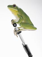 Jumping Frog