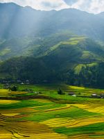 Rice Terraces