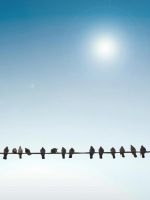 Birds on Wire