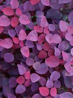 Violet Leafs
