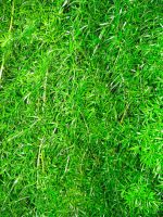 Grass