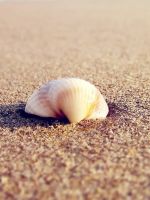 Oyster in Sand
