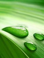 Dew