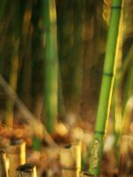 Bamboo