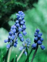 Muscari Flowers