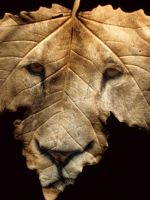 Wild Leaf