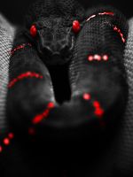 Deadly Snake