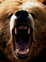 Grizzly Bear
