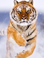 Bengal Tiger