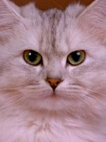 Cat Face