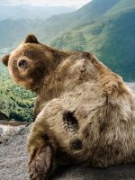 Bear Print