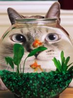Cat Bowl