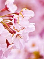 Cherry Blossom