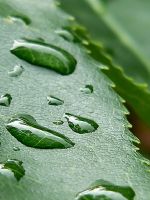 Leaf Droplets