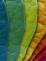 Panton Leaves