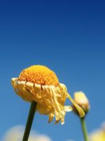 Wilted Flower