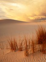 Desert Shine