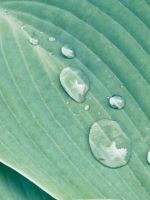 Leaf Water