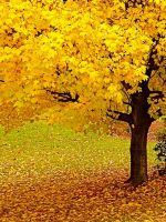 Autumn Tree