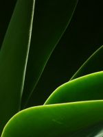 Leaf Glow