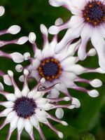 Flowers Bloom