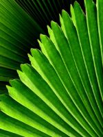Closeup Leaves