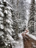 Pine Tree Snow
