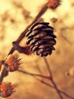 Pine Cone