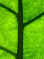 Leaf Close Up