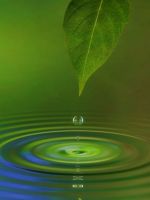 Water Leaf