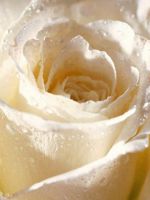 White Rose