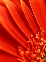 Red Sunflower