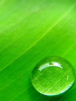 Water Drop