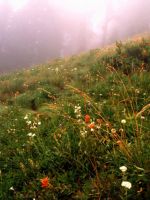 Forest Fog