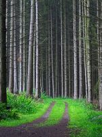 Forest Track