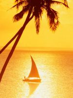 Palm Tress Sun...