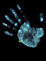 Palm