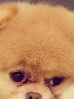 Cute Pet