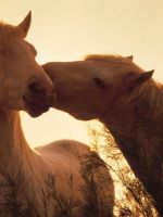 Horse Love