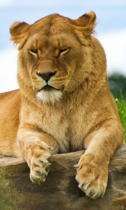 Animals