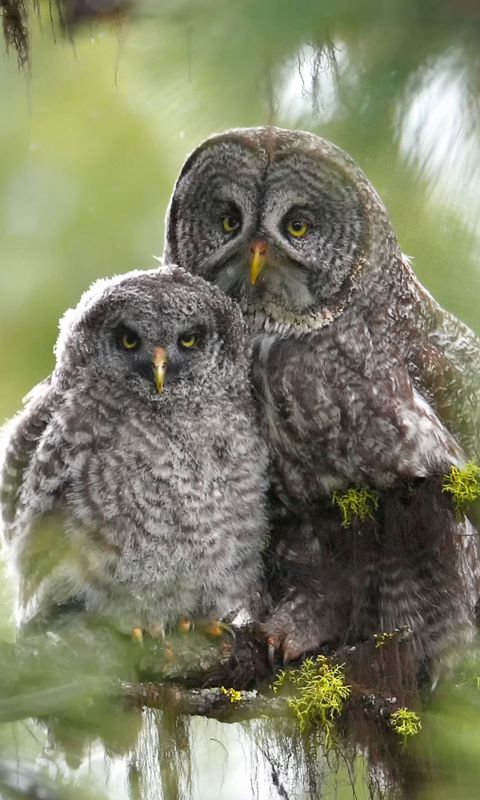 Animals