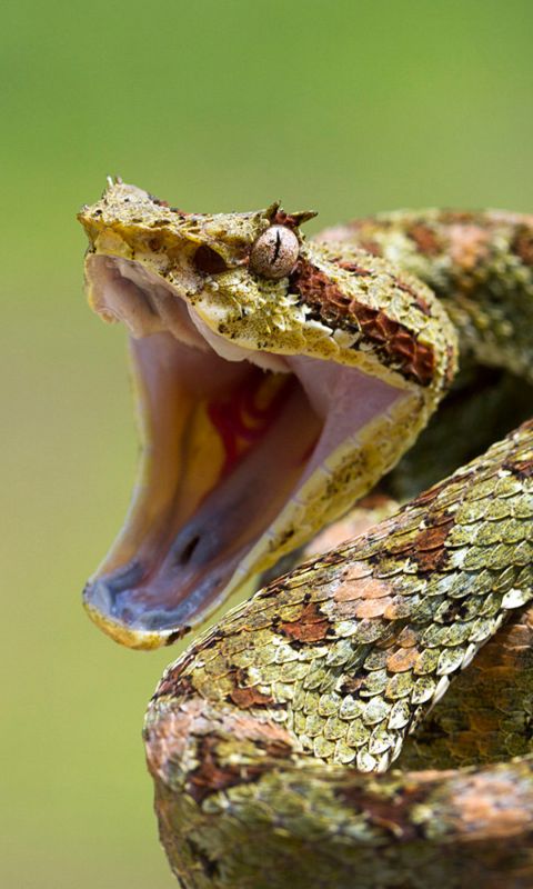 Animals