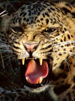 Animals