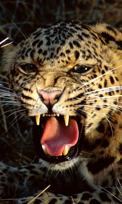 Animals