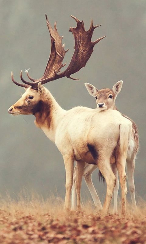 Animals
