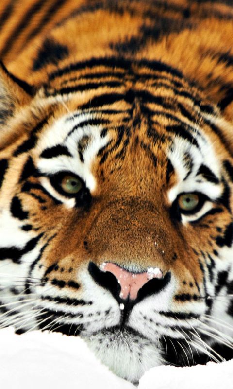 Animals