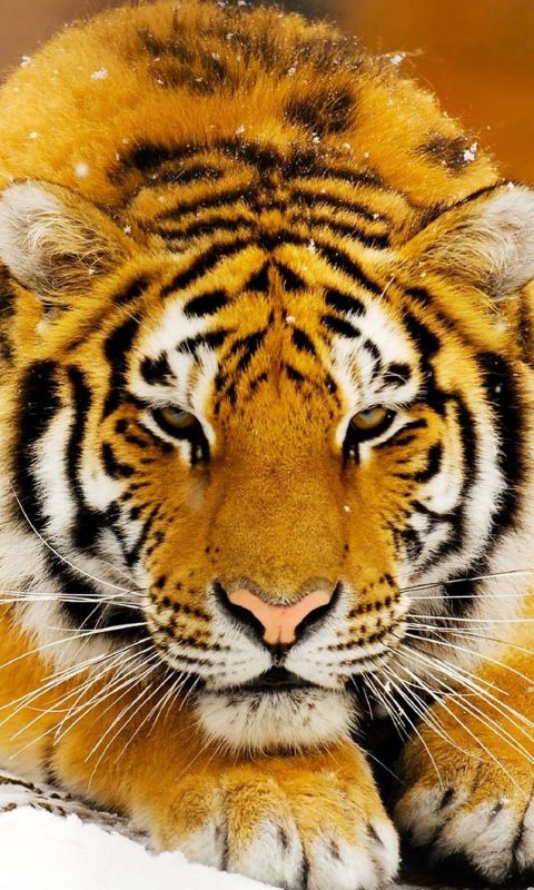 Animals